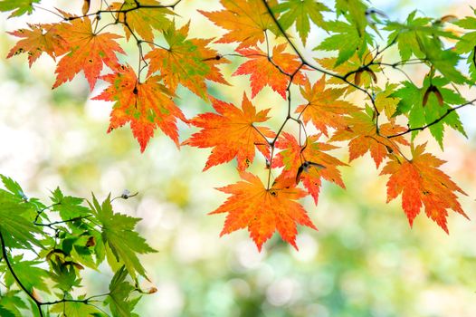 Maple in autumn in korea.