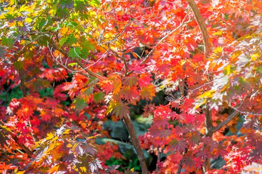 Maple in autumn in korea.