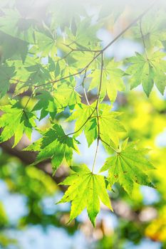 Fresh green maple leaves with soft focus.