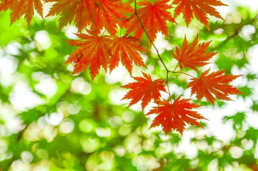 Maple in autumn in korea.