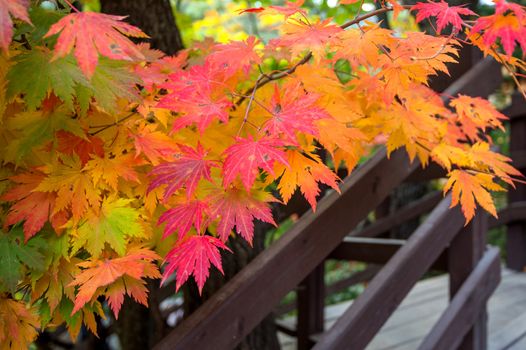 Maple in autumn in korea.