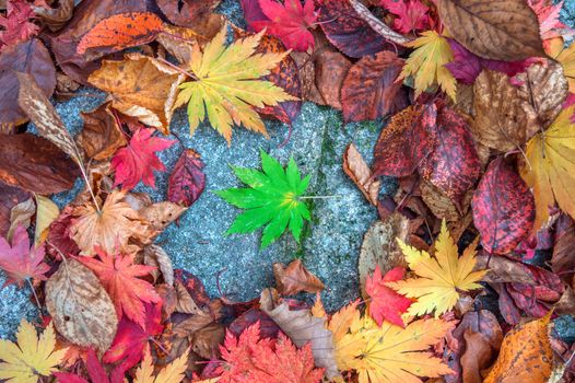 Maple in autumn in korea.