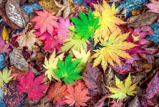 Maple in autumn in korea.