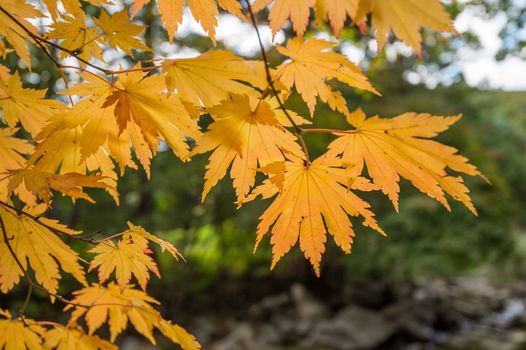 Maple in autumn in korea.
