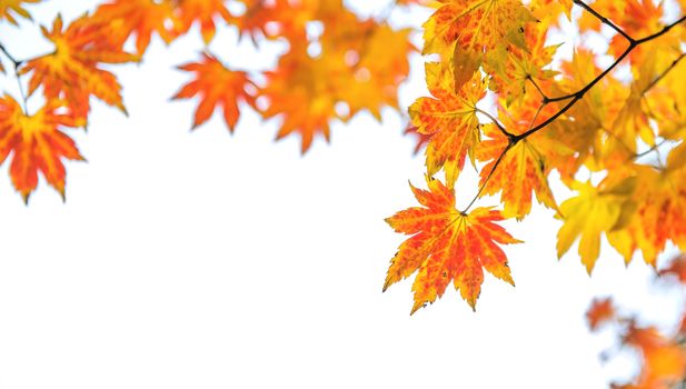 Maple leaf in autumn in korea.