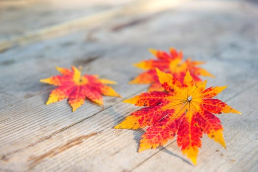 Autumn maple leaves on wooden background.