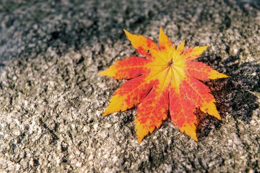 Autumn maple leaves on stone background.