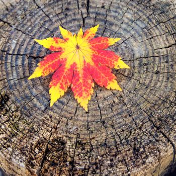 Autumn maple leaves on wooden background.