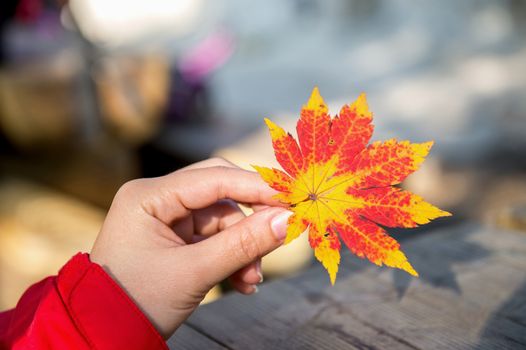 Autumn maple leaves in girl hands.