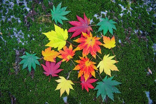 Maple leaf in autumn in korea.