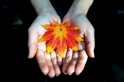 Autumn maple leaves in girl hands.
