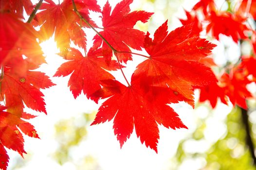 Maple leaf in autumn in korea,Autumn background.(Soft focus)