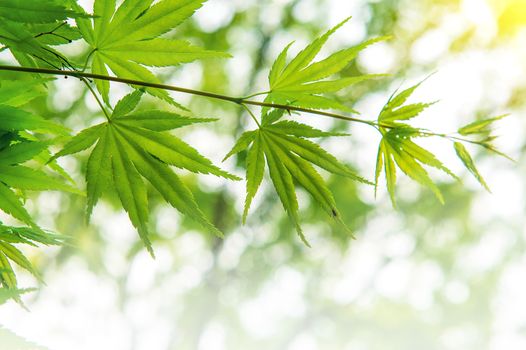 Fresh green maple leaves with soft focus.