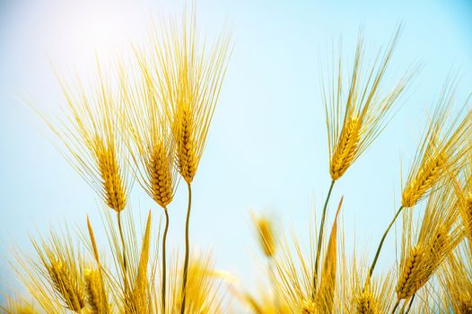 Barley Field,Malt