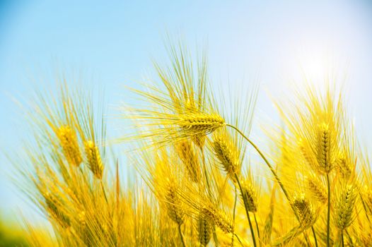 Barley Field,Malt