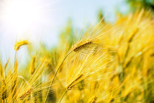 Barley Field,Malt