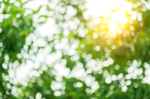 Beautiful bokeh of leaf with sunlight.