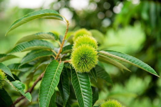 Chestnut (Castanea fruits)