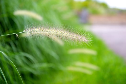 Grass flowers.