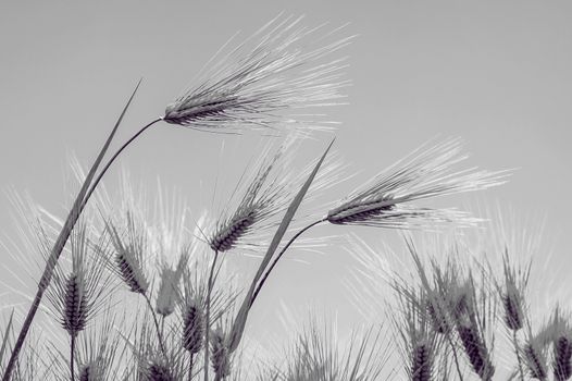 Barley Field,Malt
