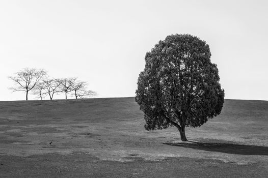 Black and white of Single tree,Tree in Olympic park.