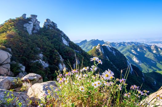 Flowers on Bukhansan mountains, South Korea.