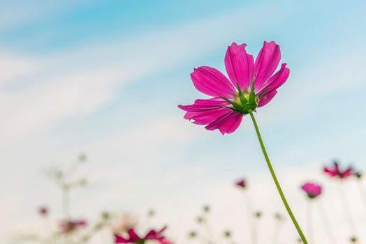 Cosmos flowers.