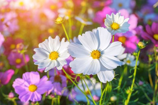 Cosmos flowers.