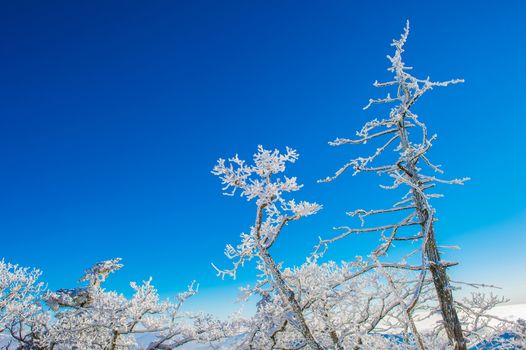 Deogyusan in winter,korea