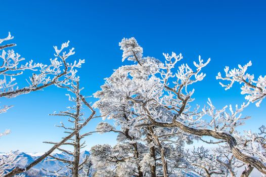 Snow trees,Seoraksan in winter,korea
