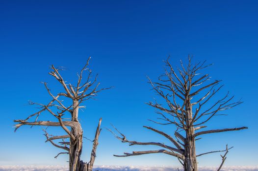 Dead trees and blue sky on Deogyusan mountains