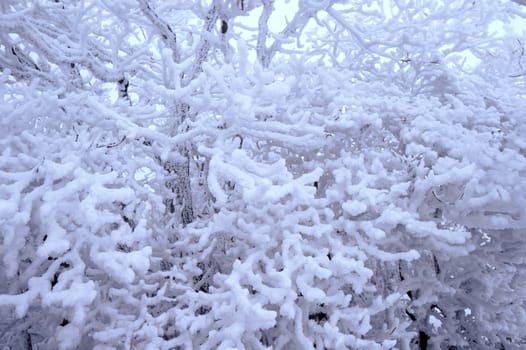 Trees is covered by snow in winter.