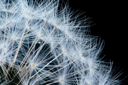 Close up of a dandelion flowers.