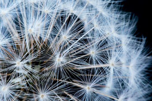 Close up of a dandelion flowers.