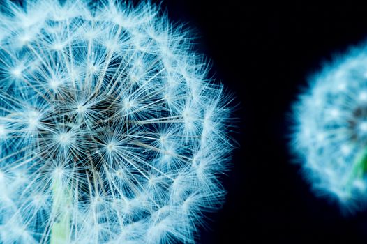 Close up of a dandelion flowers.