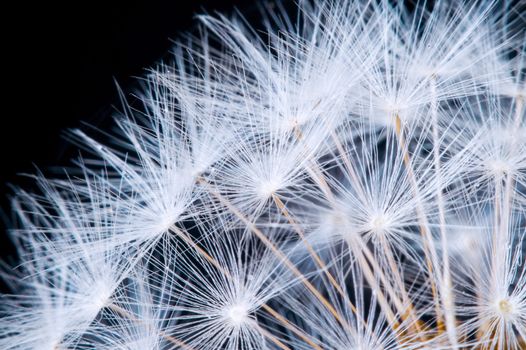 Close up of a dandelion flowers.