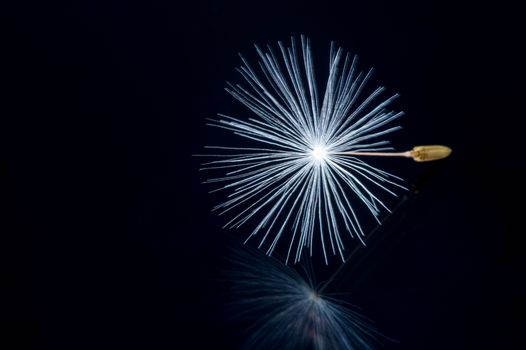 Close up of a dandelion flowers.