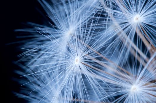 Close up of a dandelion flowers.