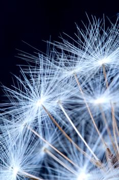 Close up of a dandelion flowers.