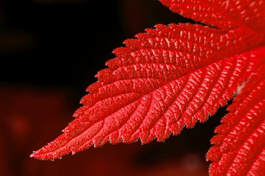 Macro of red leaf.