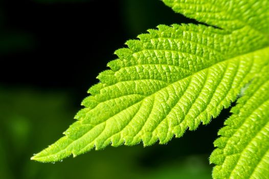 Macro of green leaf.