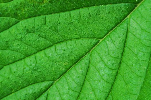 Macro of green leaf.