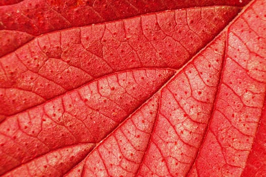 Macro of red leaf.