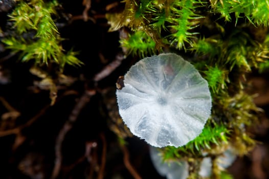 Small mushroom.