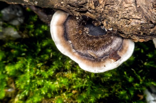 wild mushrooms.