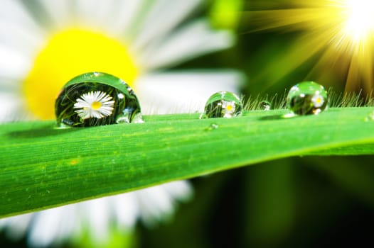 Macro of fresh grass with dew drops.