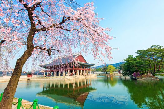 Gyeongbokgung Palace with cherry blossom in spring,Korea.