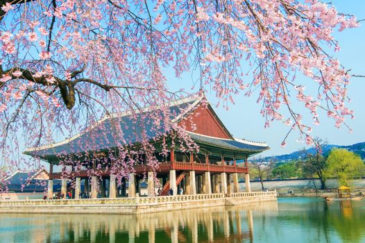 Gyeongbokgung Palace with cherry blossom in spring,Korea.