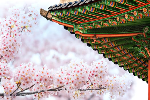 Gyeongbokgung Palace with cherry blossom in spring,Korea(soft focus)
