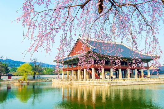 Gyeongbokgung Palace with cherry blossom in spring,Korea.